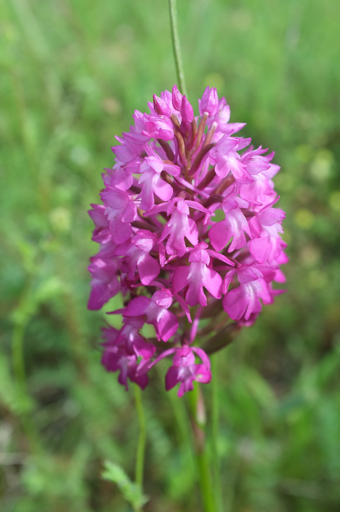 Orchidée